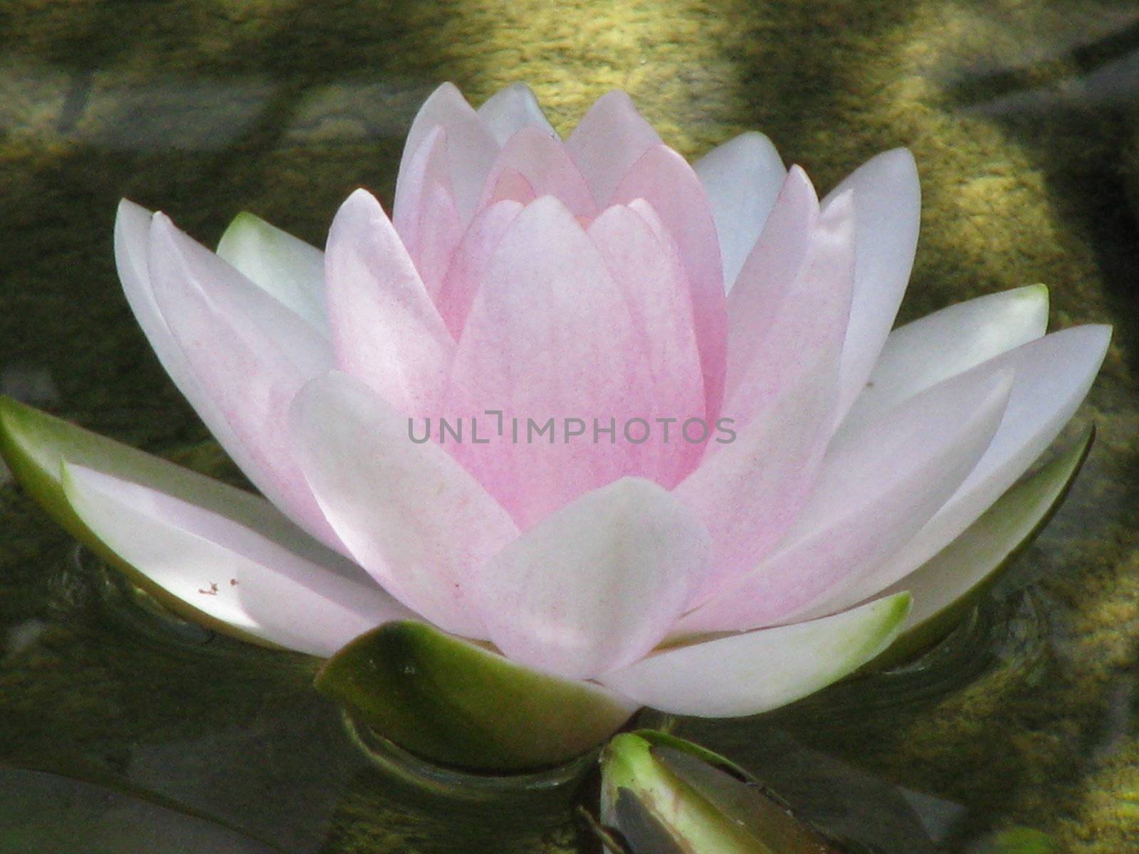 sea rose on a pond, water lily