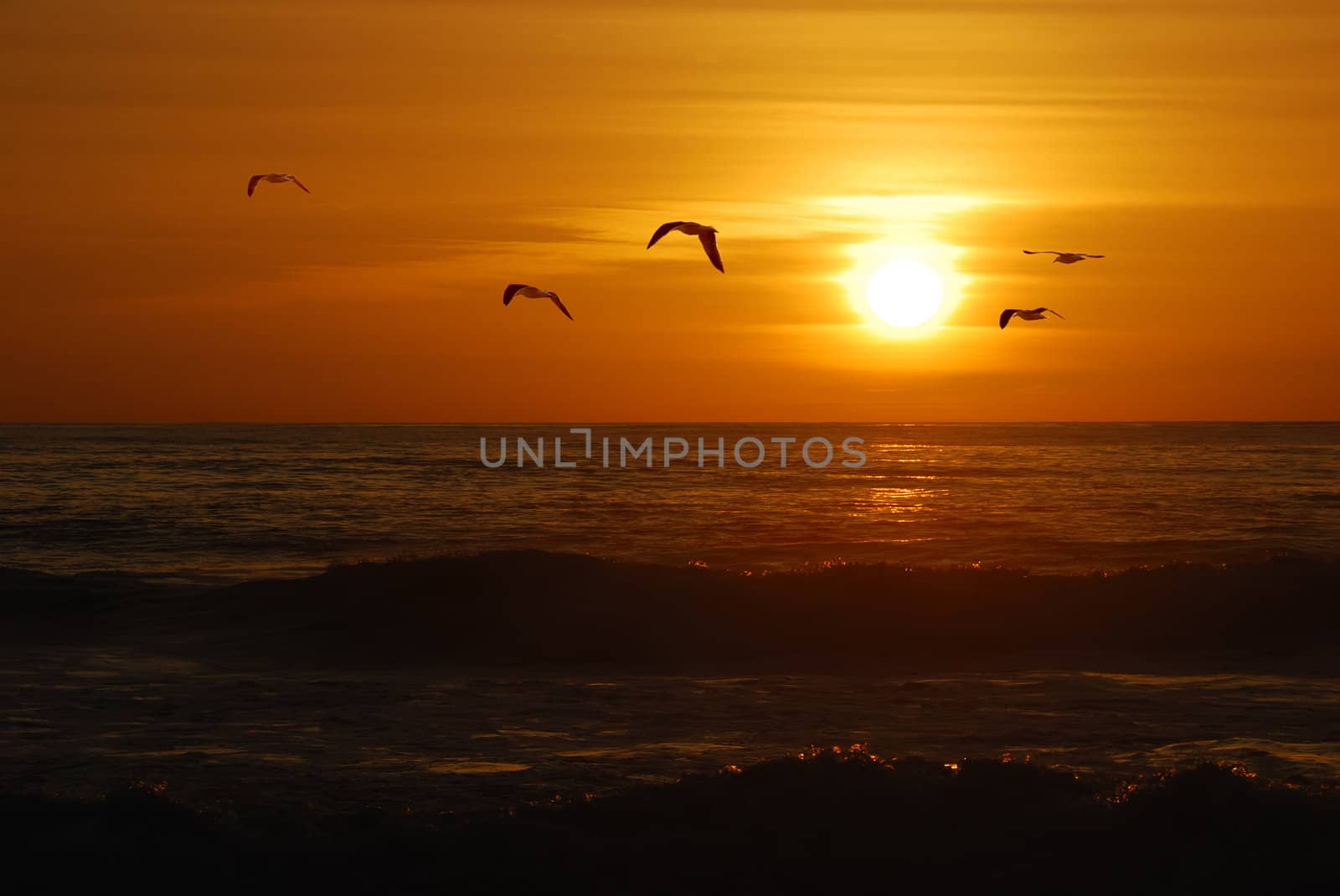 Seagulls flying over the Pacific coast in California in sunset.