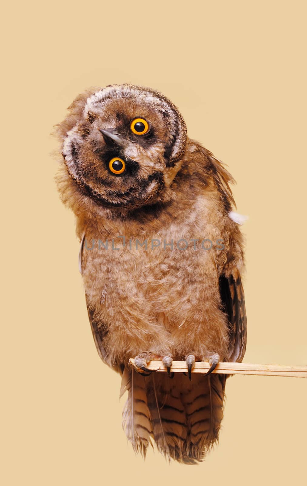Funny owl by whitechild