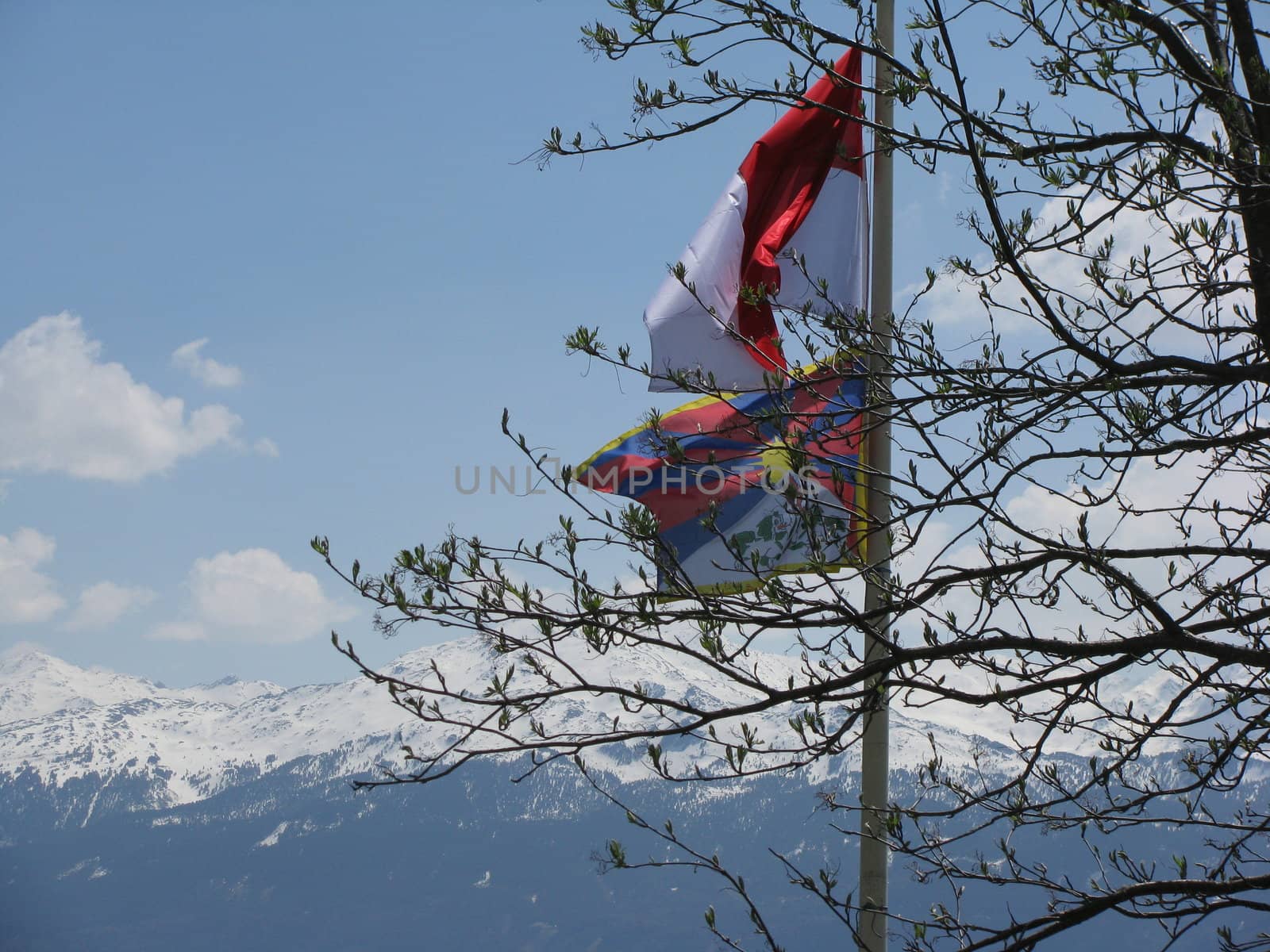 flag of Tibet and branches in tyrol by koep