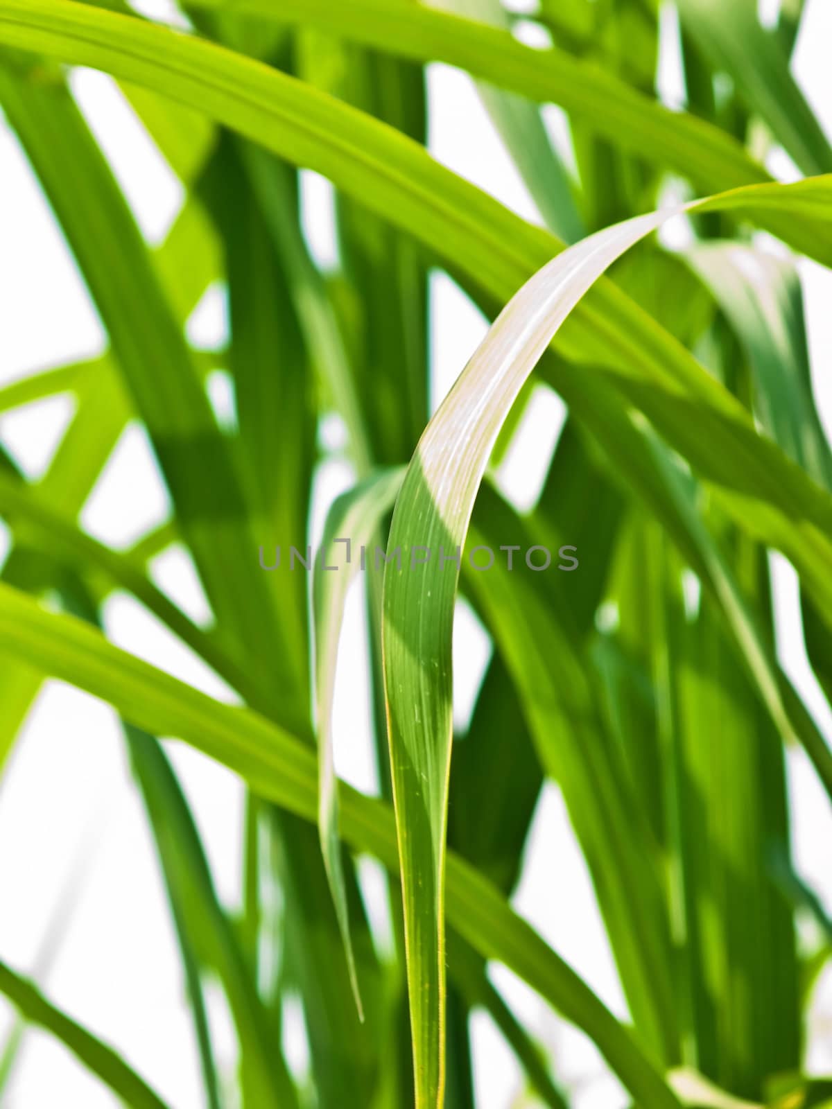 The renewable resource switchgrass for heating and production of diesel