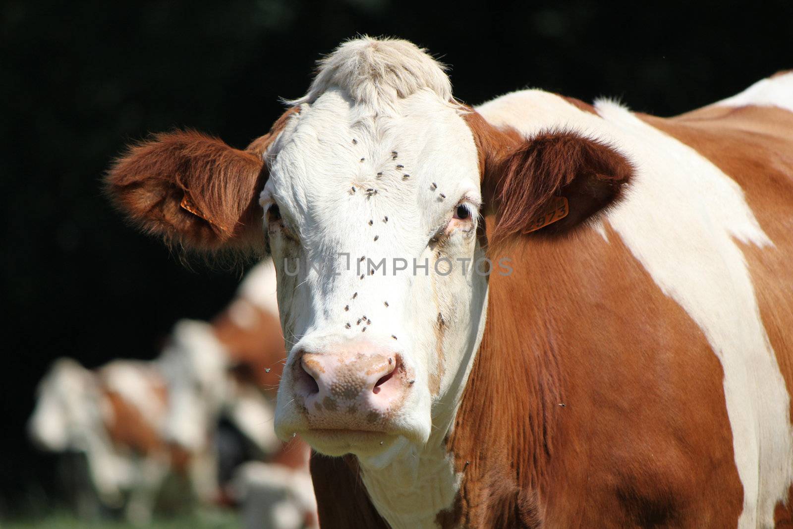 Head of a brown and white cow looking at the photographer