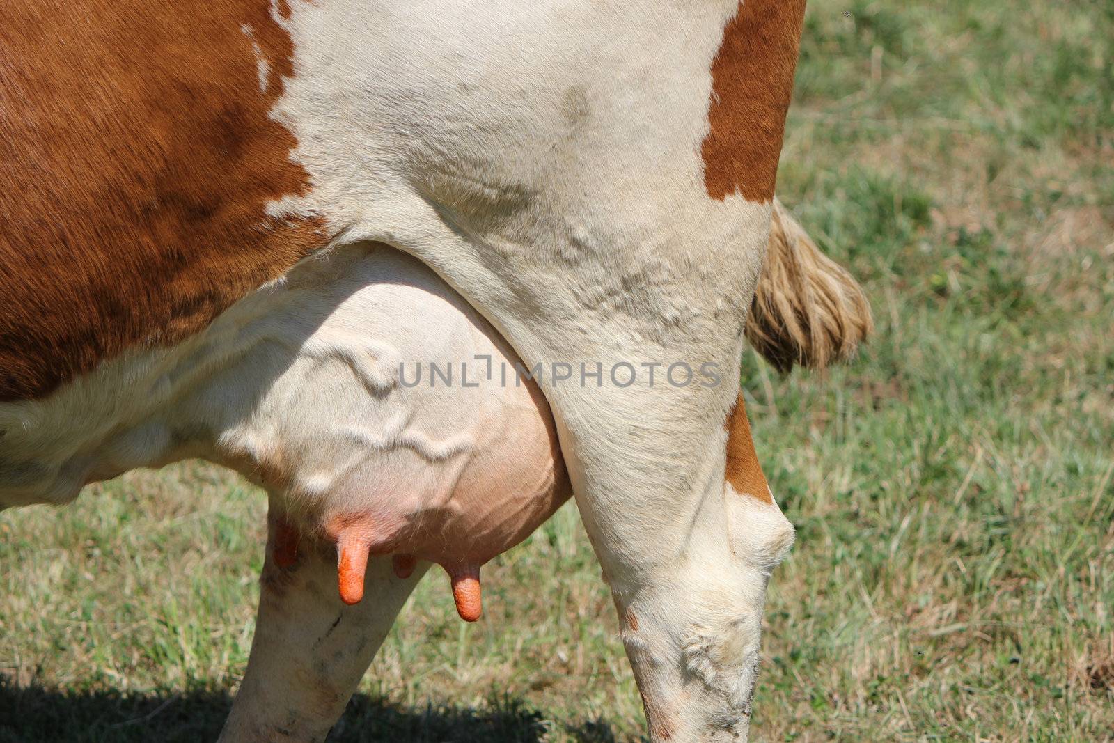 Udders of a brown and white cow