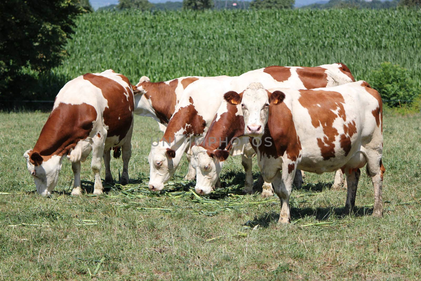 Several brown and white cows eating in a meadow