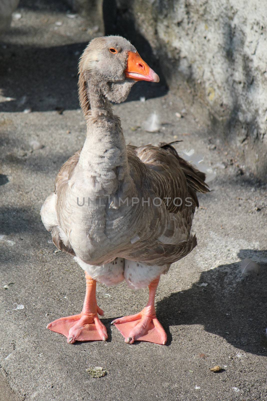 Brown goose standing on the floor and looking with its head aside