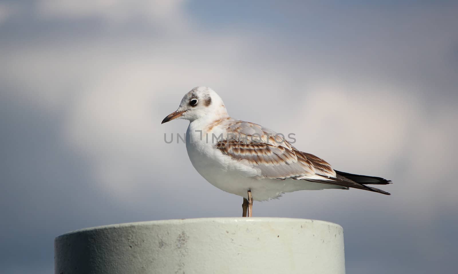 White and brown seagull standing on a white post