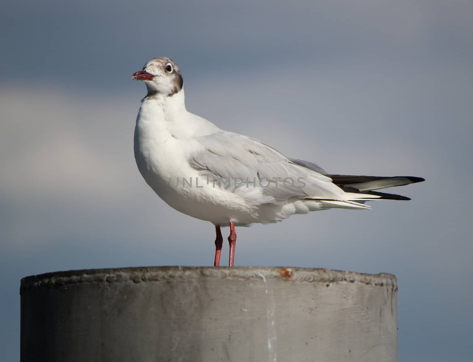 White and grey seagull standing on a post and looking far away