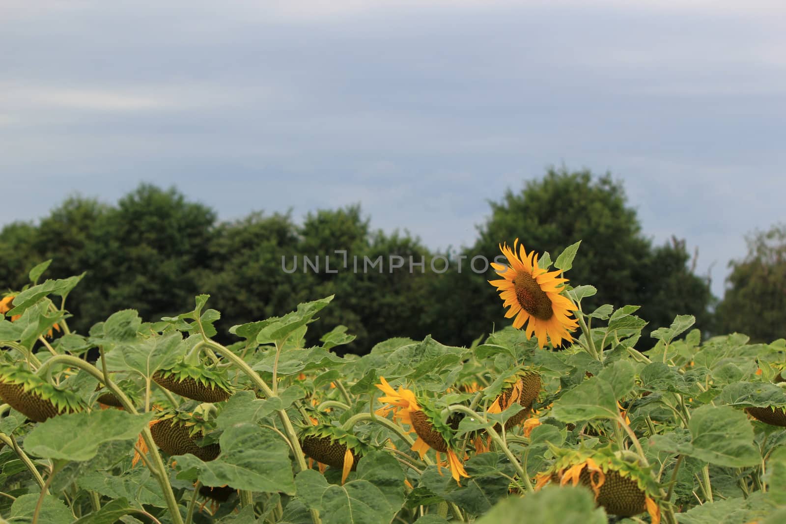 Sunflower upon others by Elenaphotos21