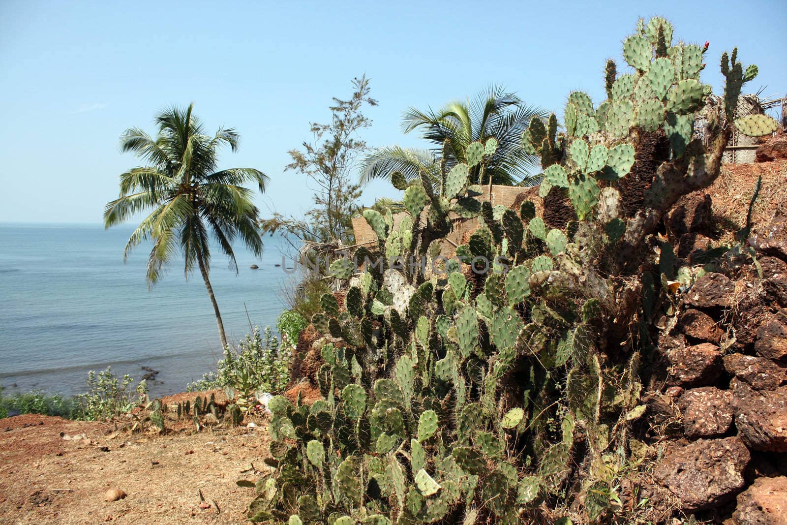 A species of cactus growing on a beautiful tropical beach in India.