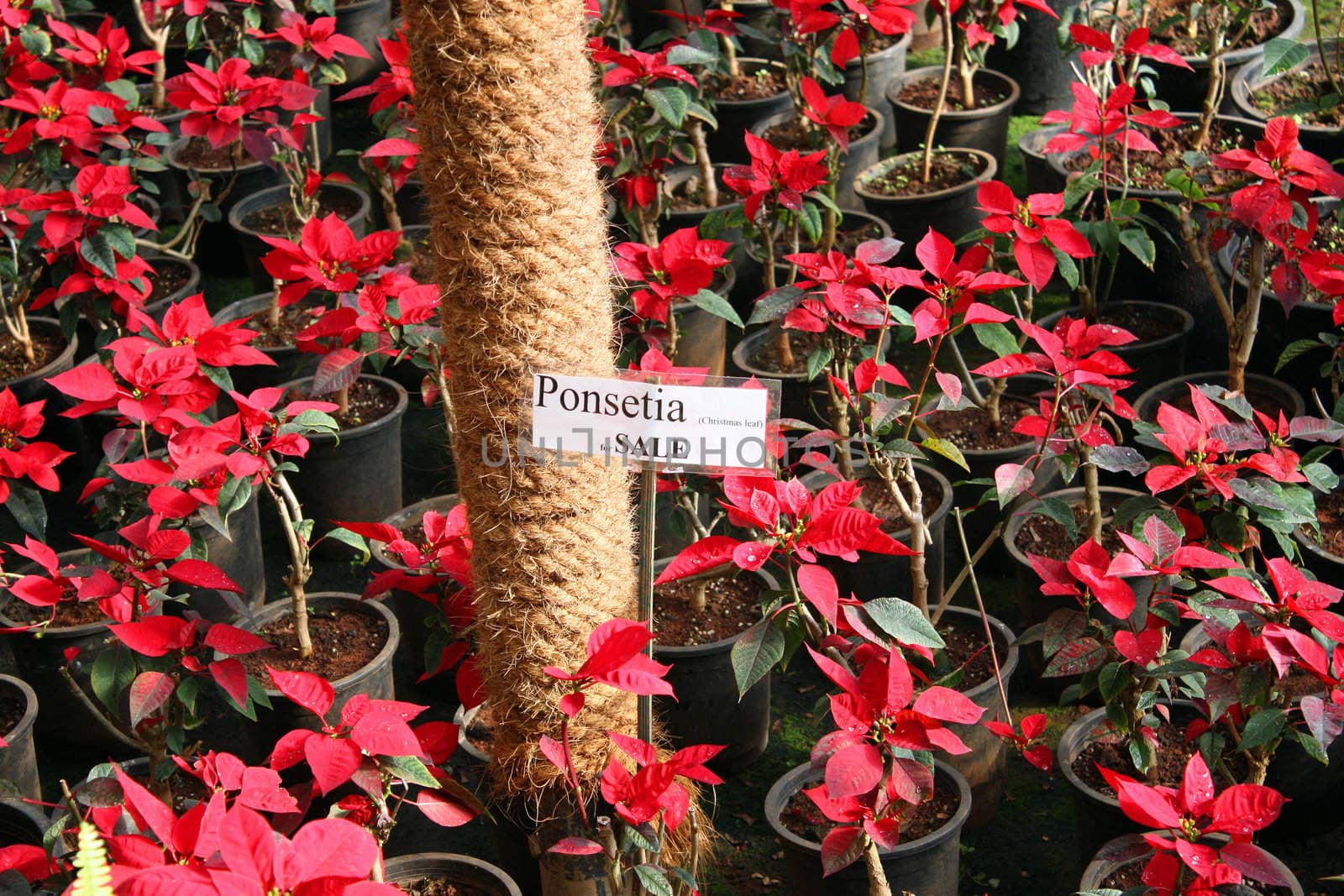 Ponsetia (Christmas Leaf) plants for sale at a botanical nursery.