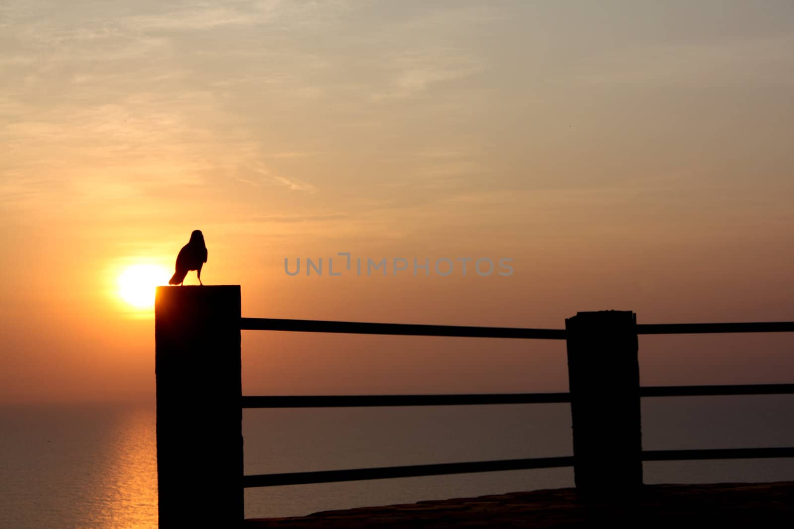 A silhouette of a crow at a sunset point overlooking sea waters.