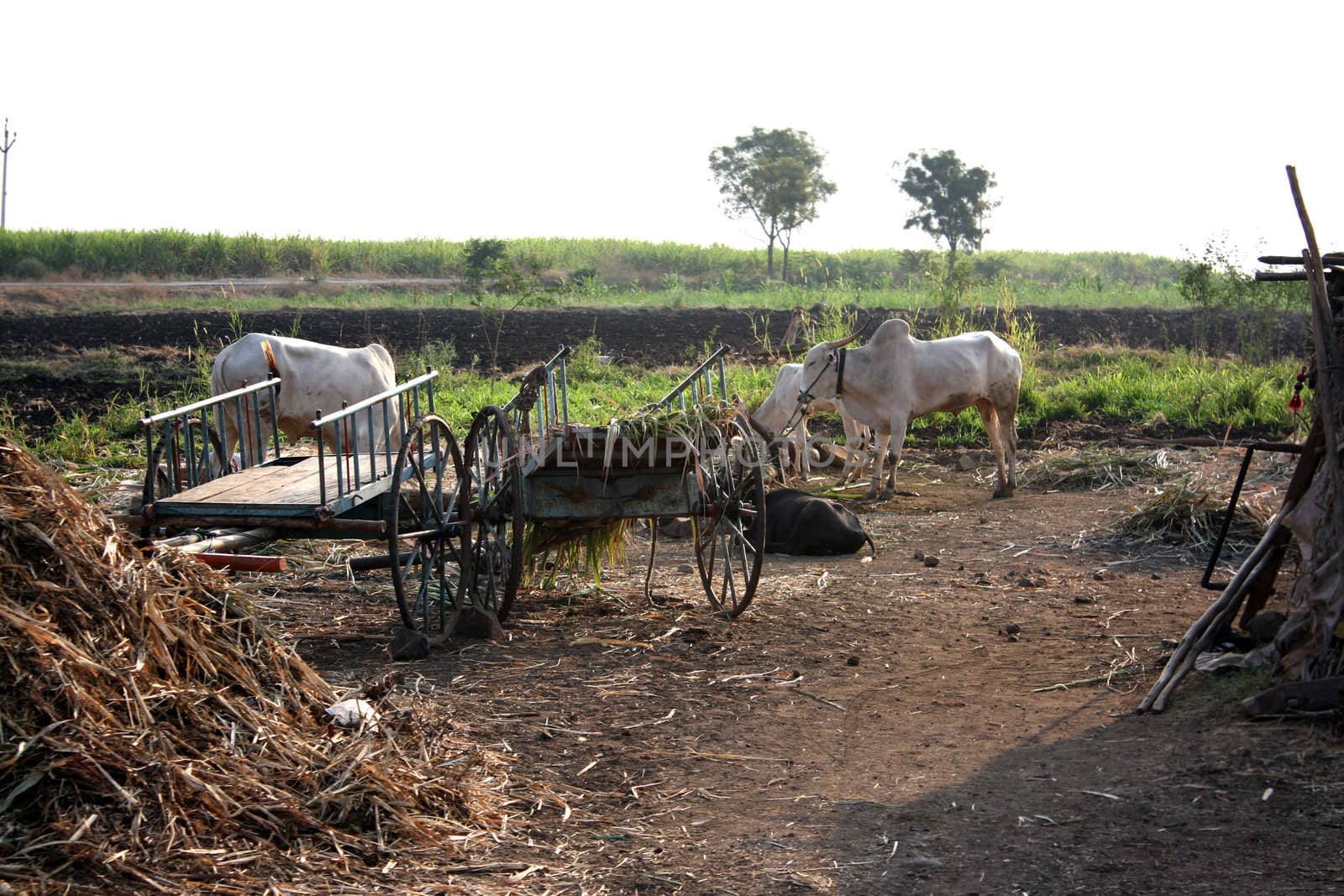 A morning scene on a farm in a countryside Indian village.