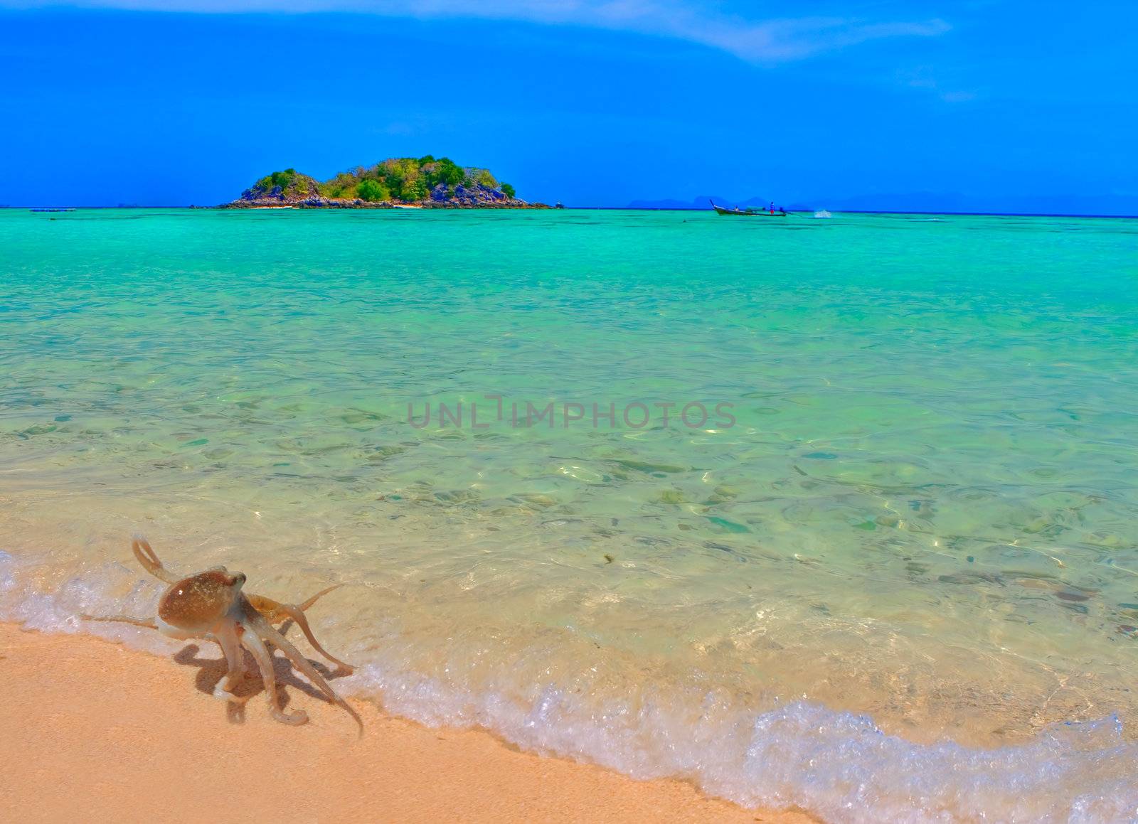 A small octopus coming out of the water at Koh Lipe, Thailand