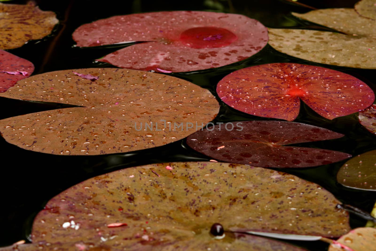 The leaves of a plant in water during autumn season.