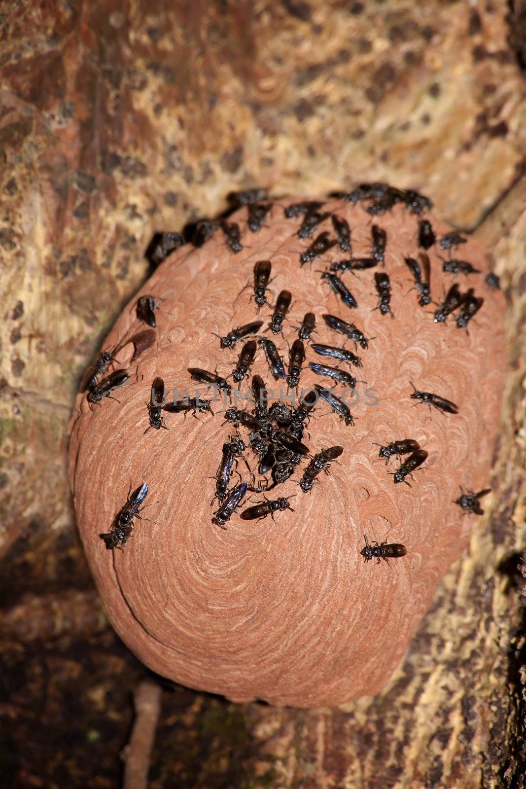 Paper wasps with nest in strangler fig tree in Costa Rica