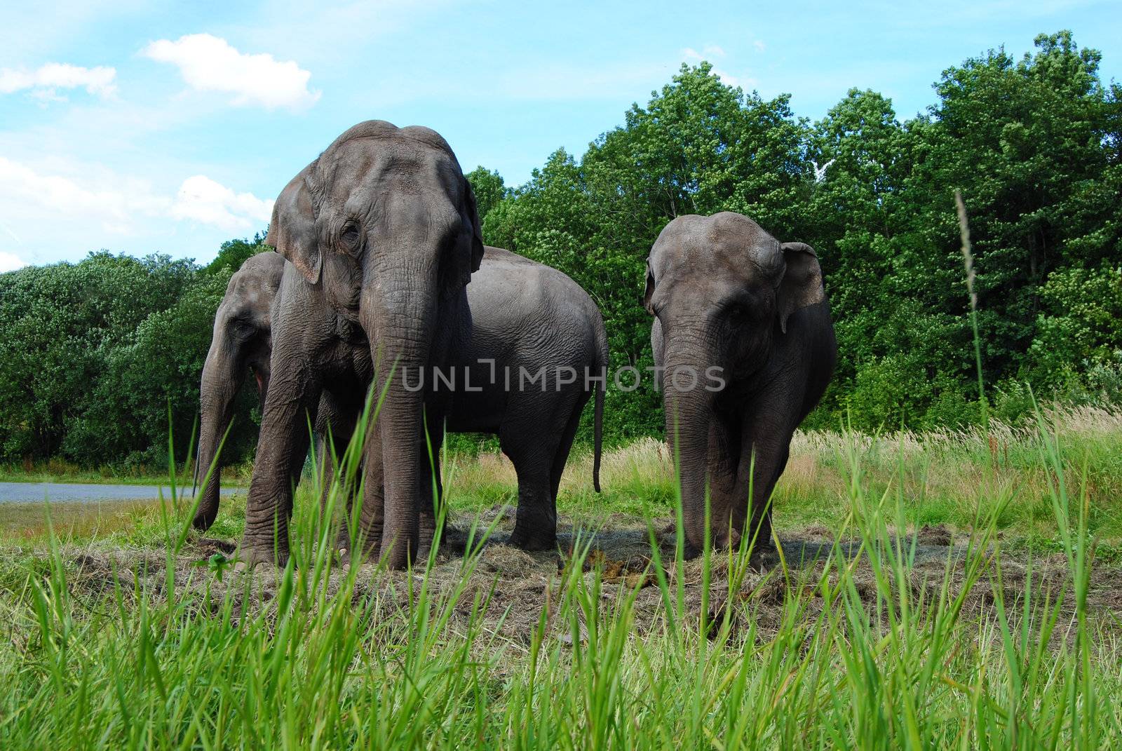 tree elephants