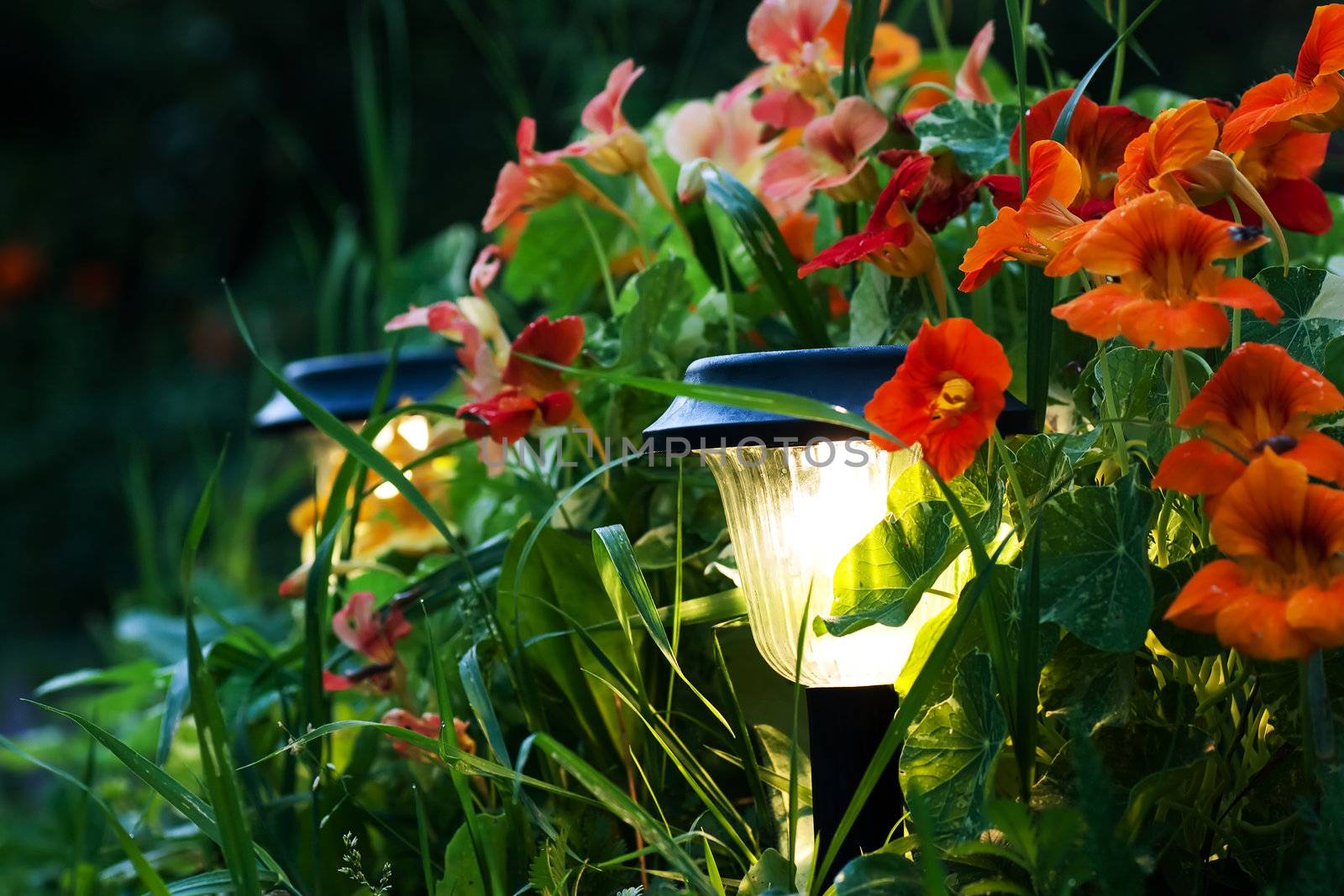 Close-up view of little lanterns in a flower garden