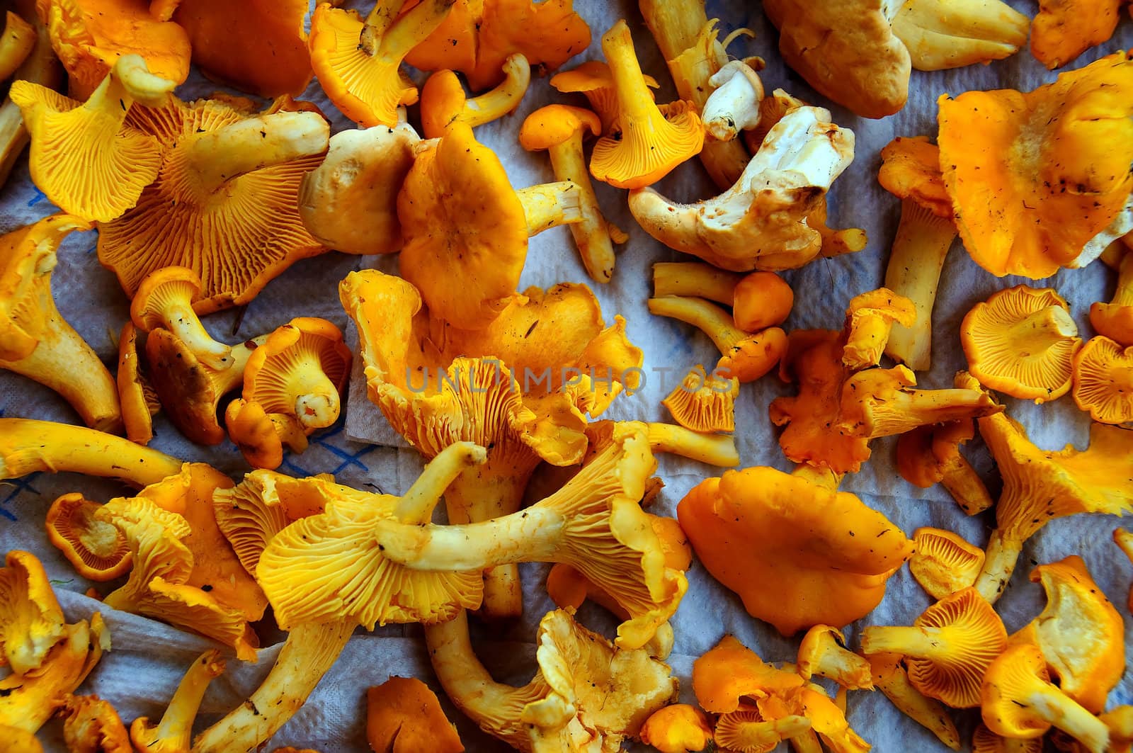 Preparing, cleaning and drying chanterelles