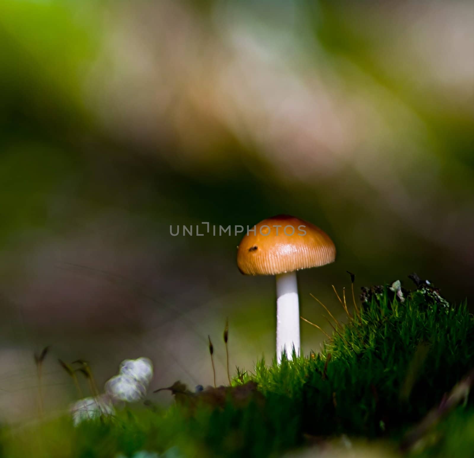 Mushroom by baggiovara