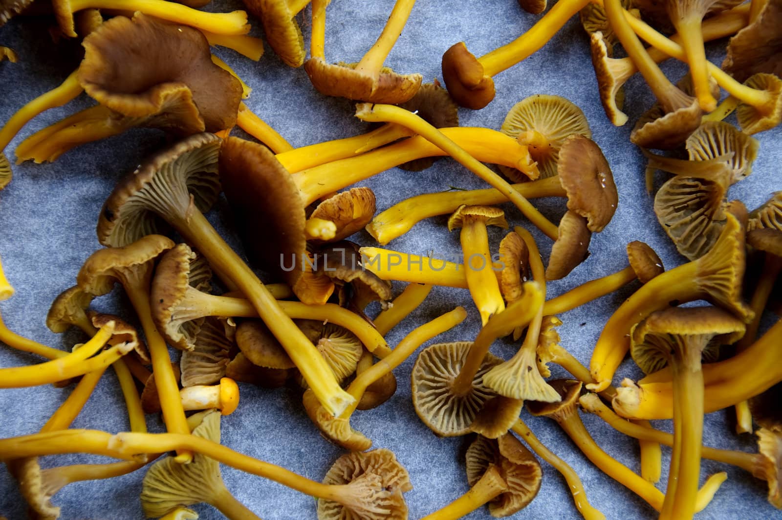 Funnel chanterelles by GryT