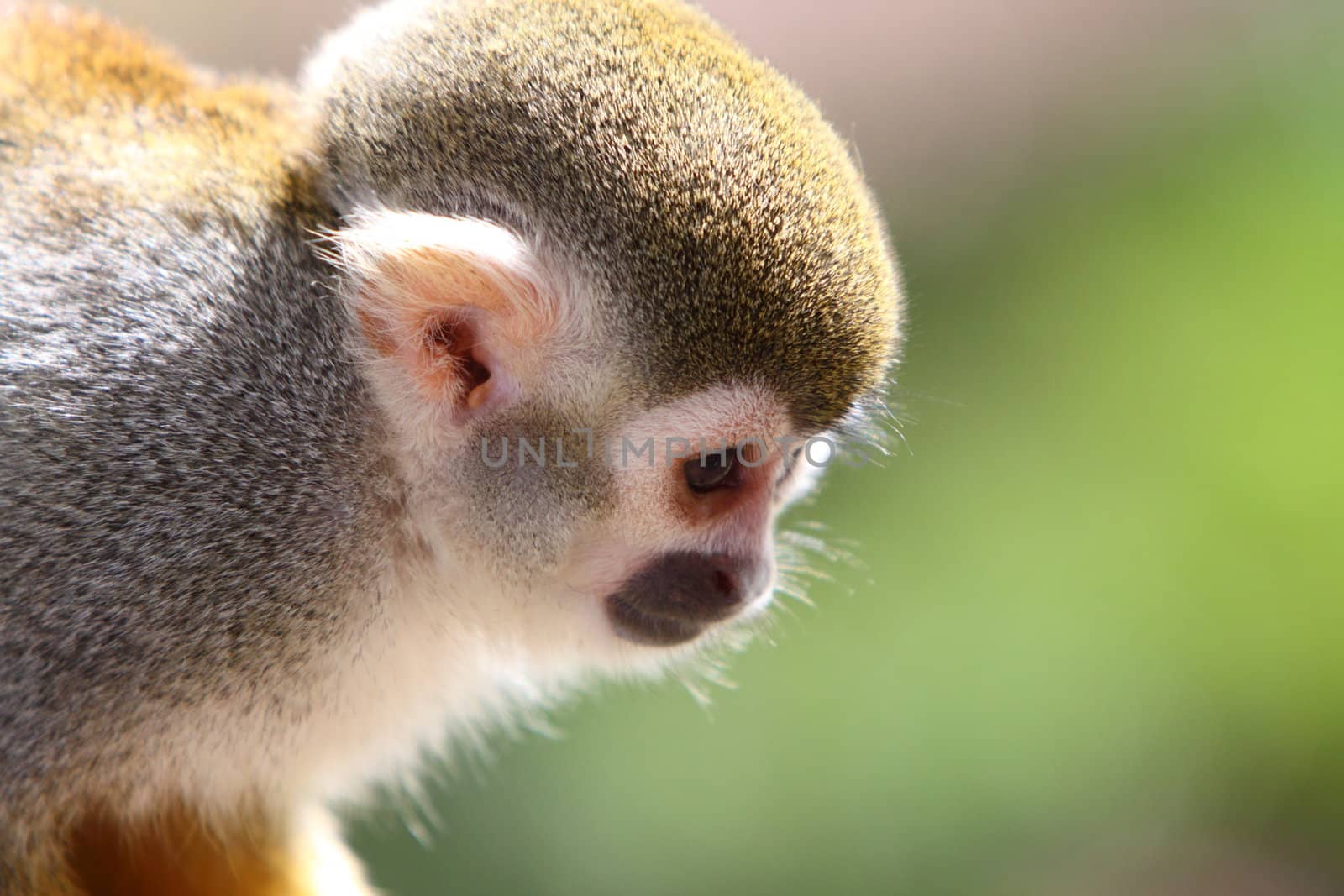 Squirrel monkey