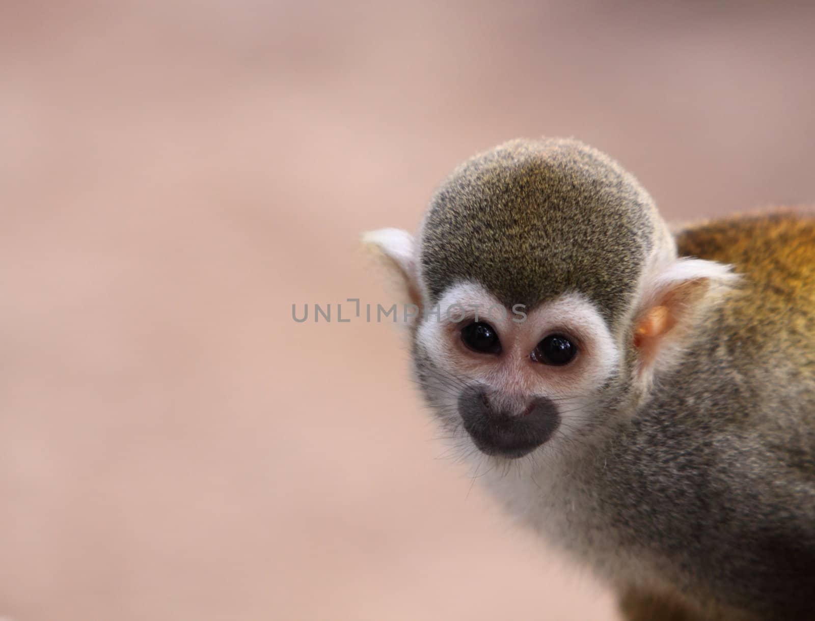 Squirrel Monkey