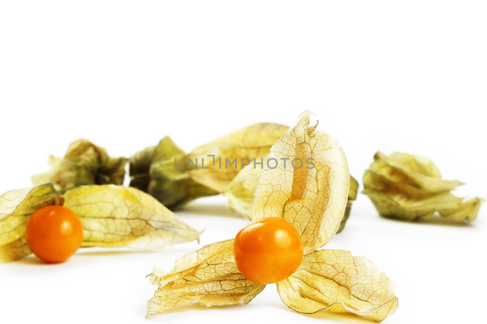 one physalis in front of other physalis on white background