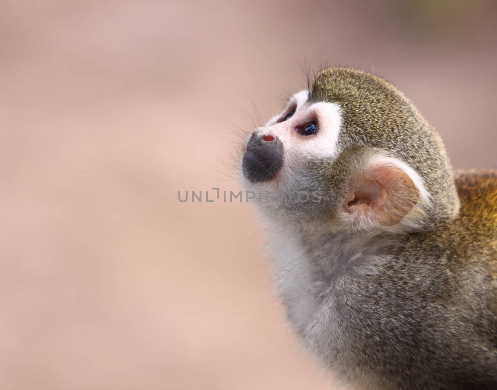 Squirrel Monkey