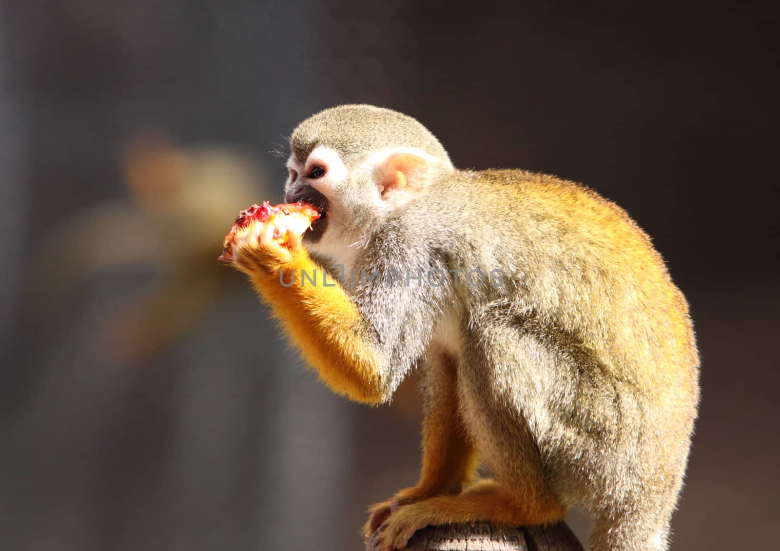 Squirrel Monkey