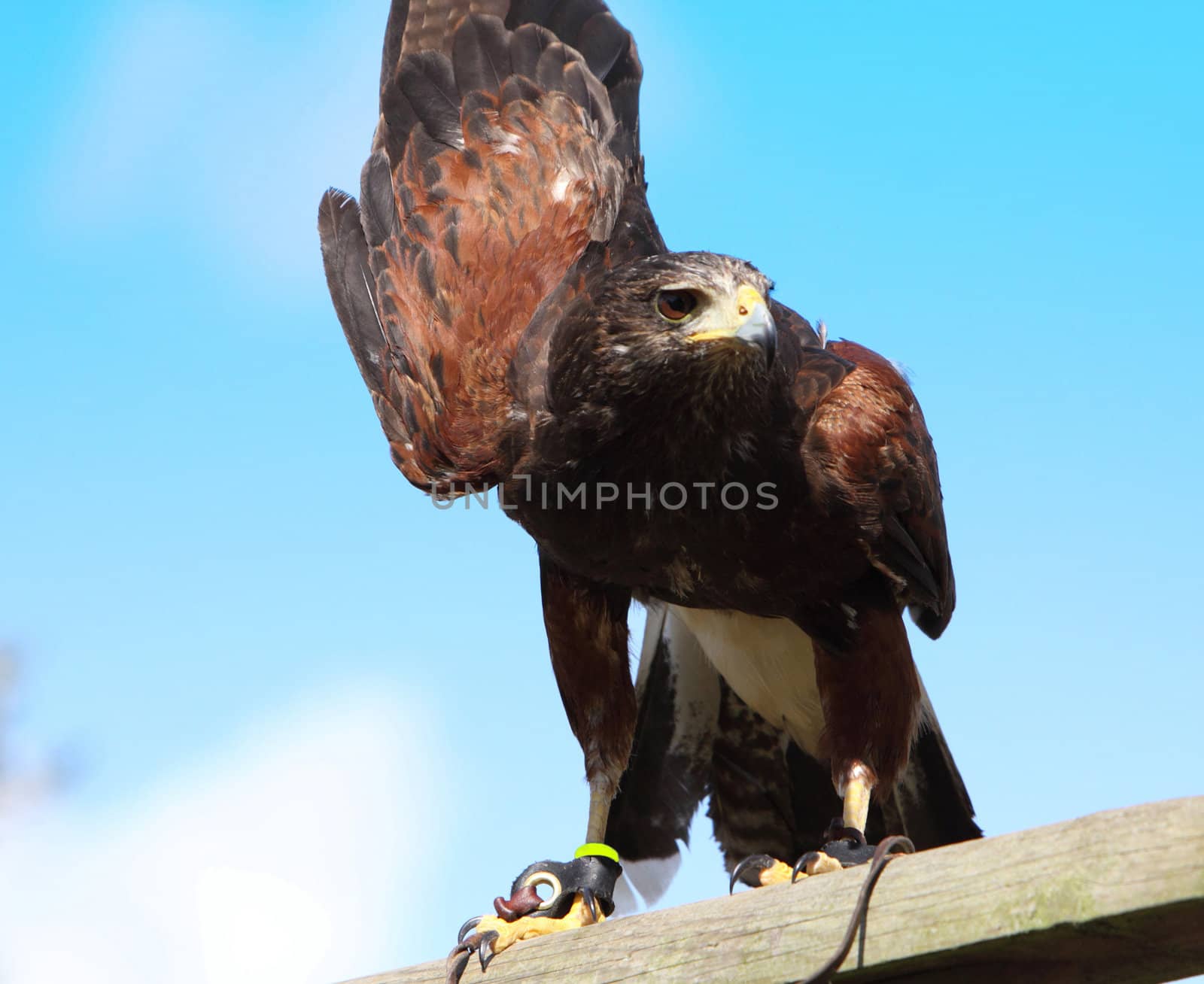 Harris Hawk