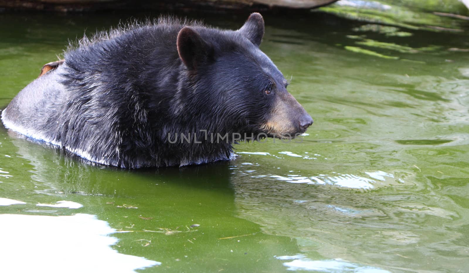 Black Bear