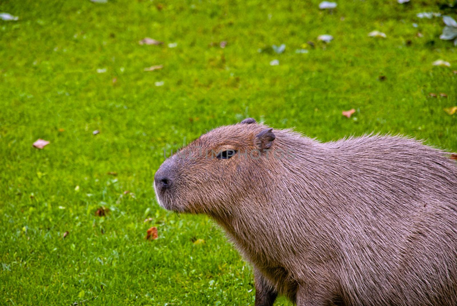 The capybara (Hydrochoerus hydrochaeris ), the largest living rodent in the world.