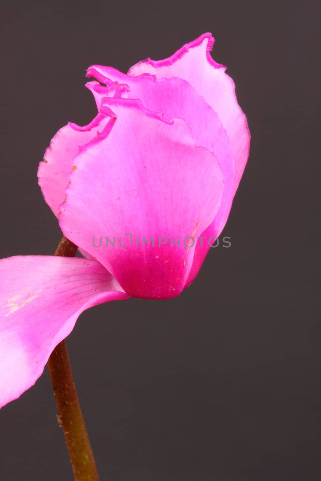 cyclamen