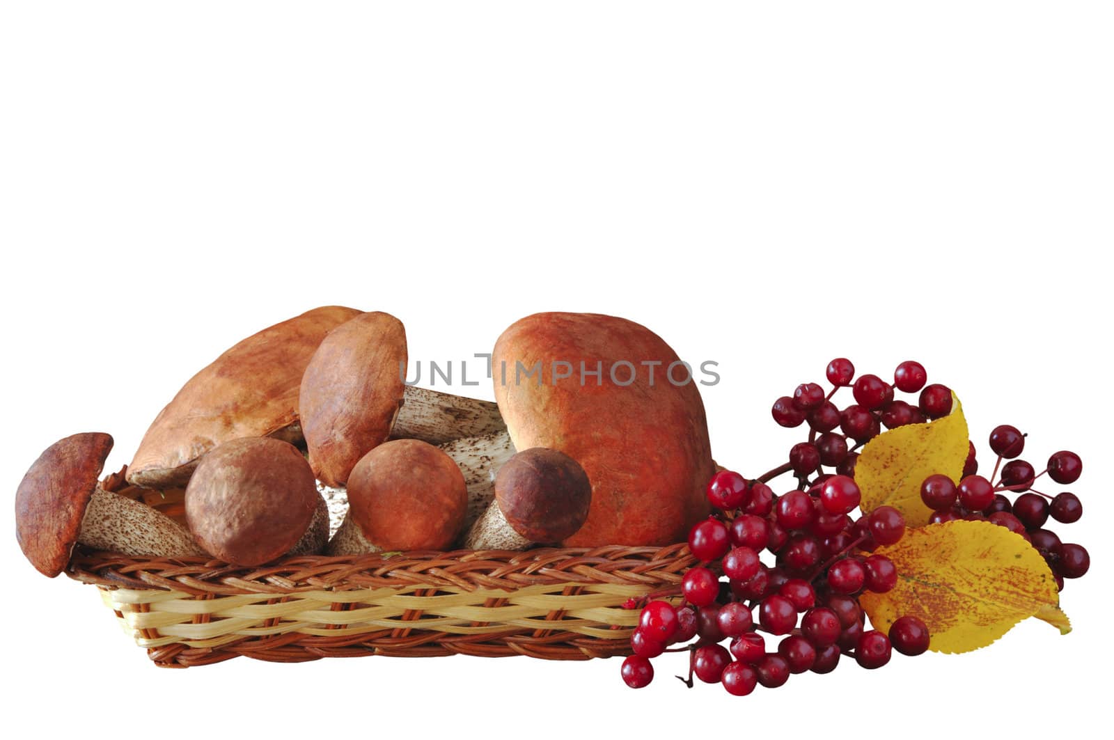 Mushrooms and berries in a wattled basket on the white isolated background
