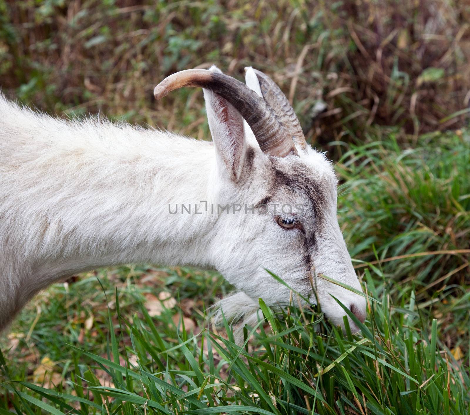 Goat nibbling the grass. Portrait. Close-up.