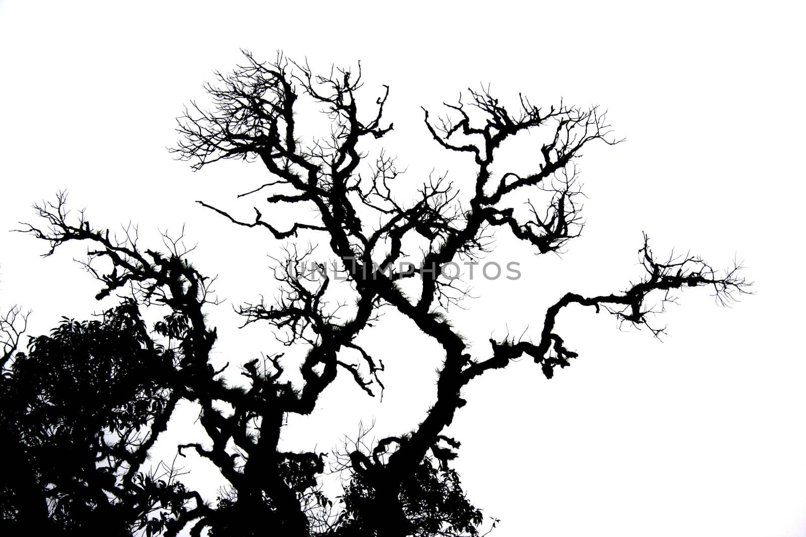 A background of a dry tree with an abstract shape and green moss growing on its branches, on a white sky.