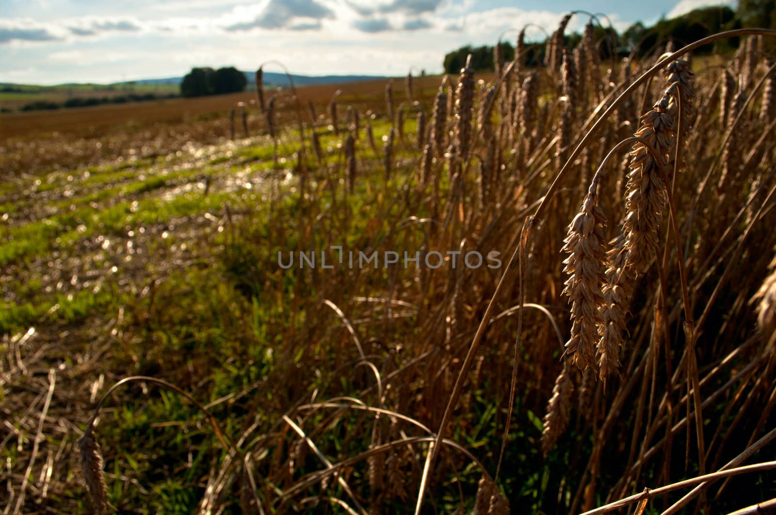 Rural Landscape - Wheat on Harvested Agricultural Field and Blue Sky