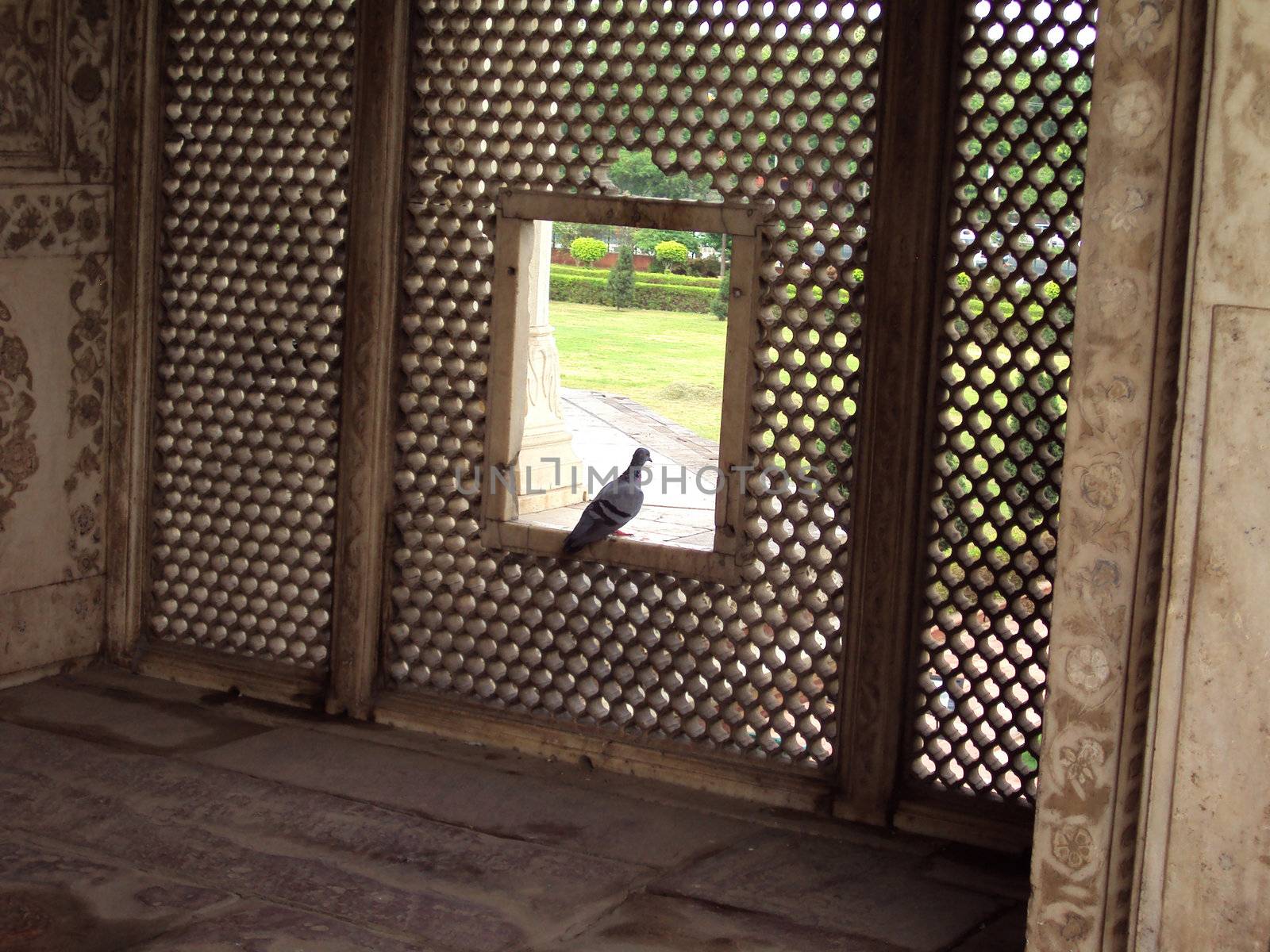 A Pigeon at the Marble crafted Window in Red Fort, Delhi.