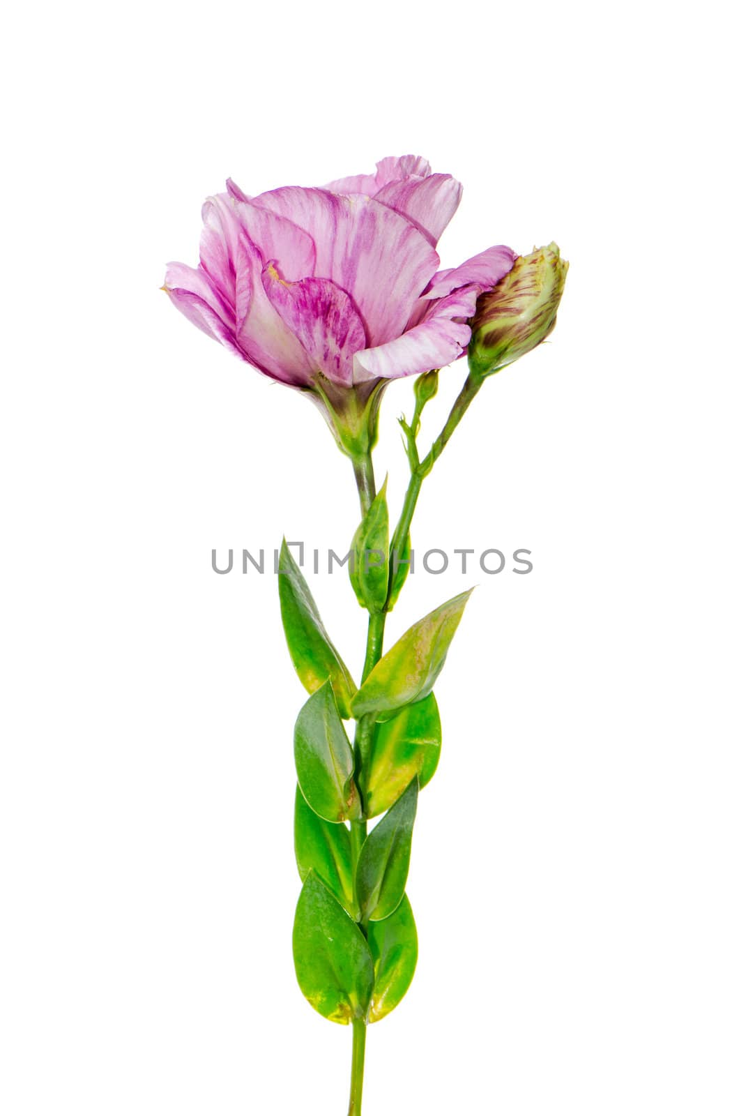 Side view of beautiful pink flower isolated on white.