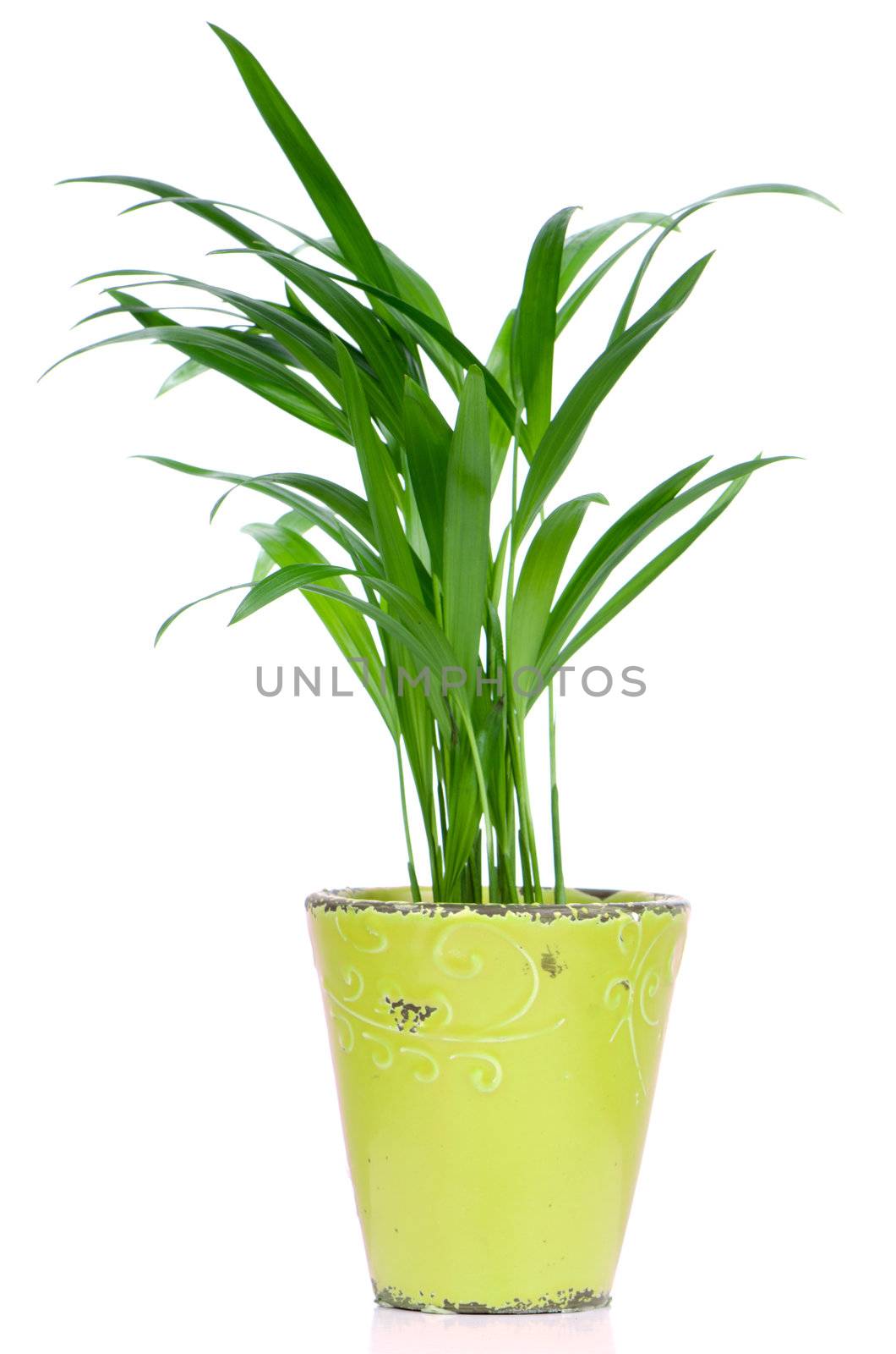 Houseplant in ceramic pot isolated on white background.