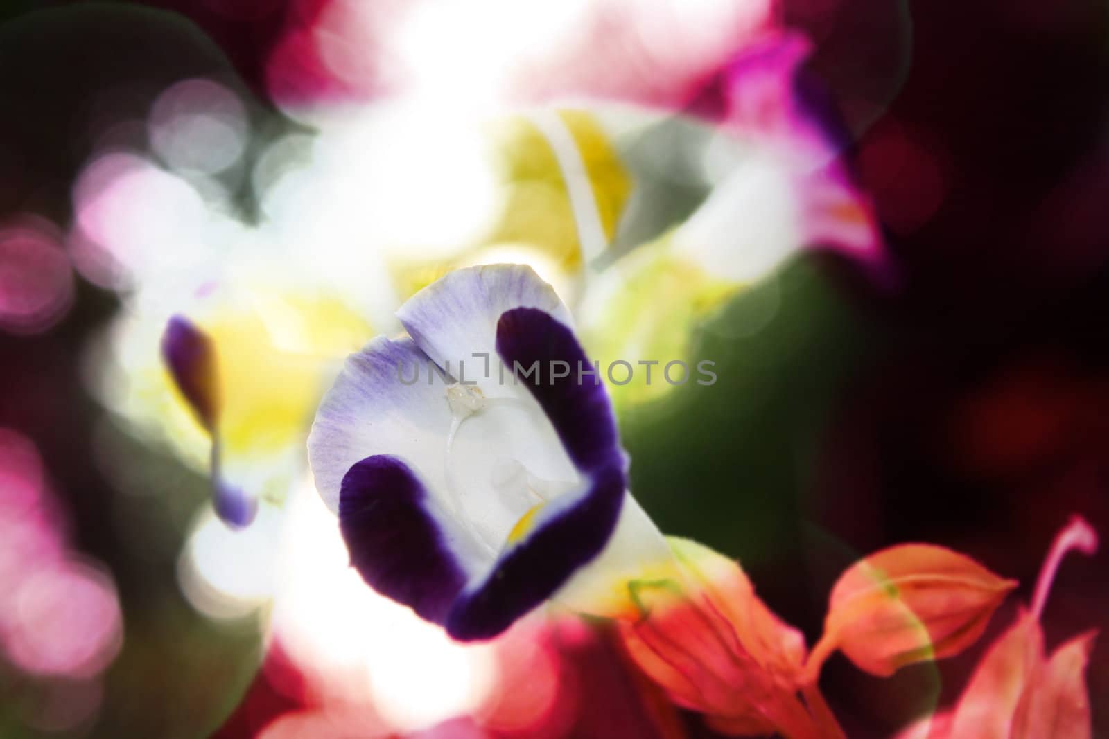 An abstract background of a blue flower, with colorful flowers out of focus in the backdrop.