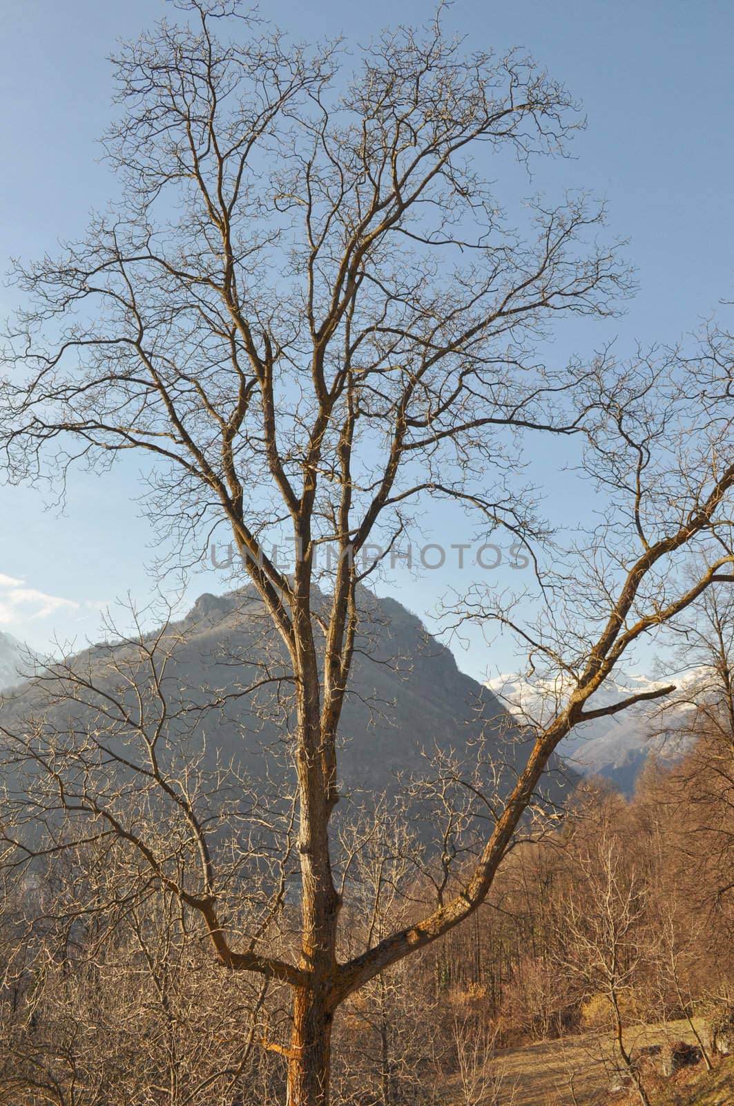 Panoramic view of a mountain winter scene