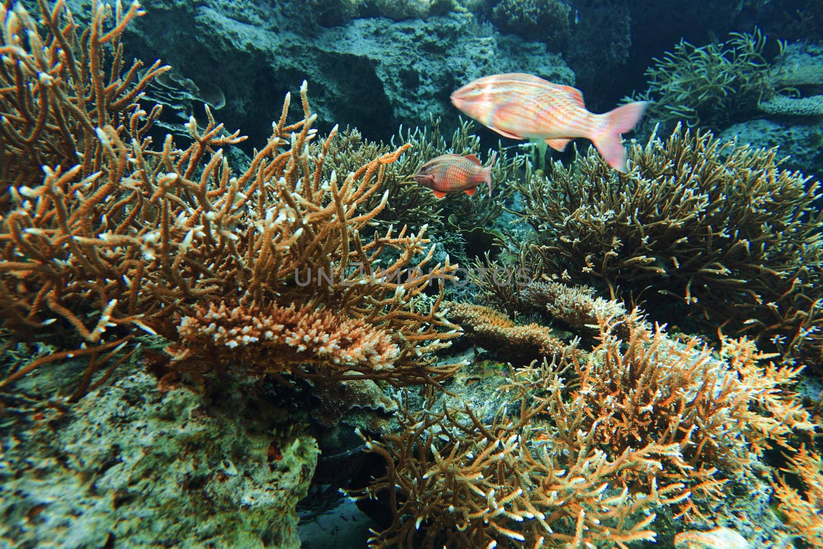 coral colony