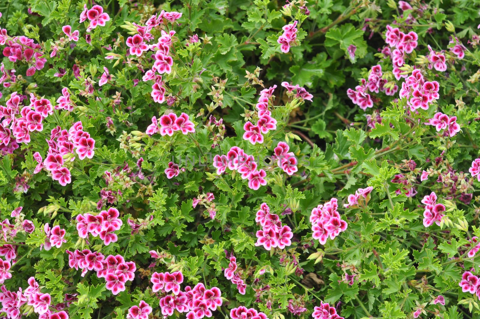 Geranium flower (cranesbills plantae magnoliophyta eudicots geraniales geraniaceae)