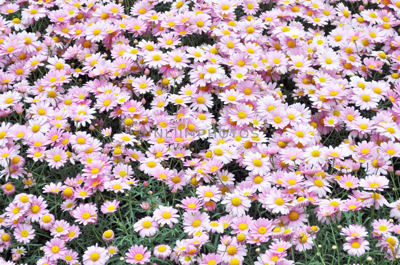 Common daisy Bellis Perennis Plantae Angiosperms Eudicots Asterids Asterales Asteraceae