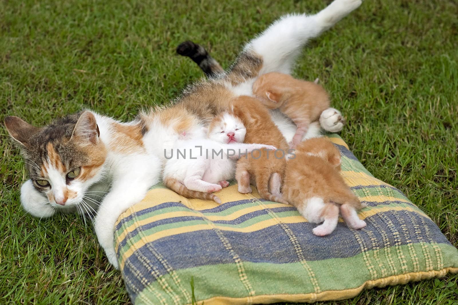 Beautiful pets, young cute cats