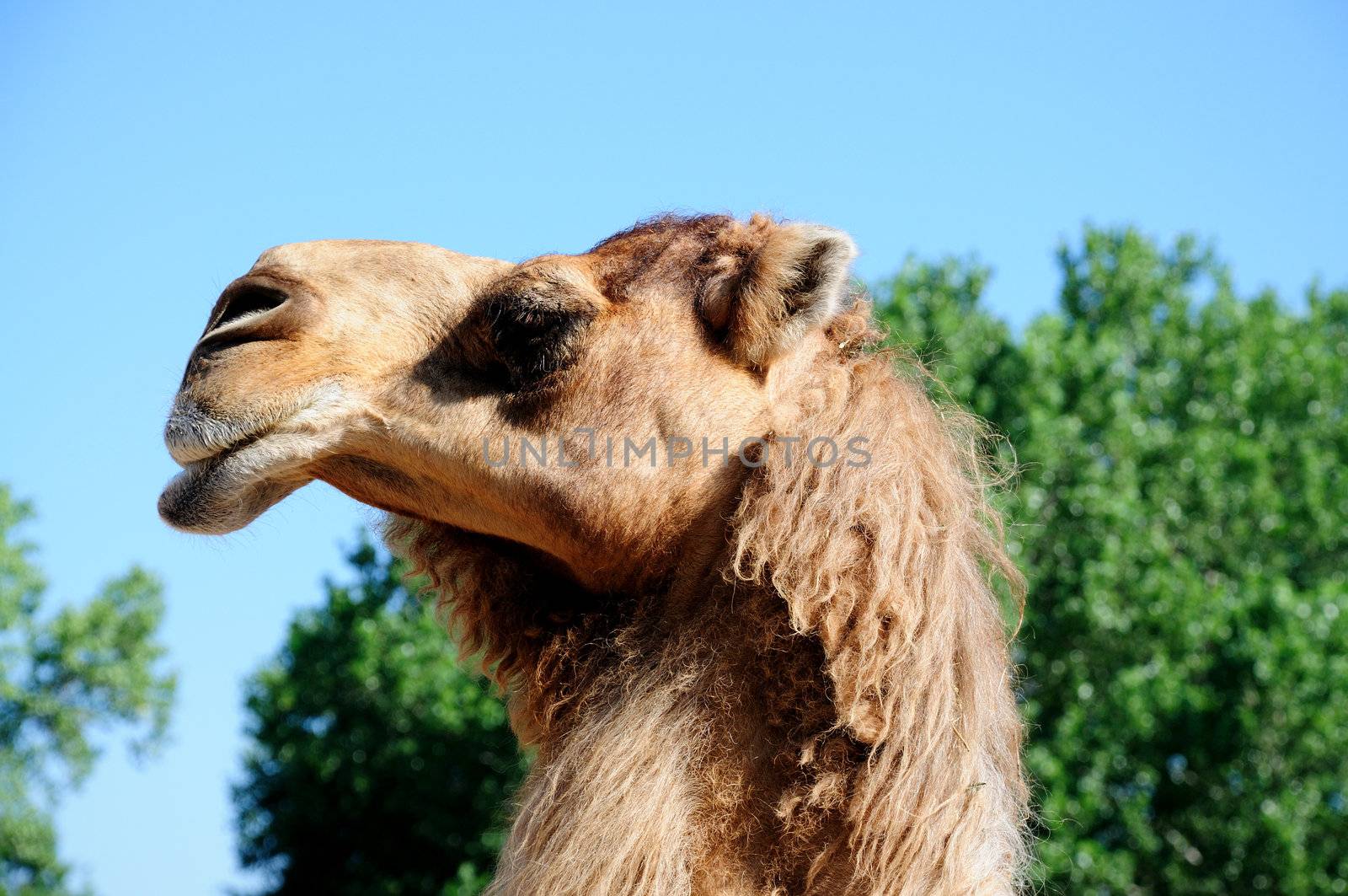 a camel raises his head high up to the sky on a sunny day