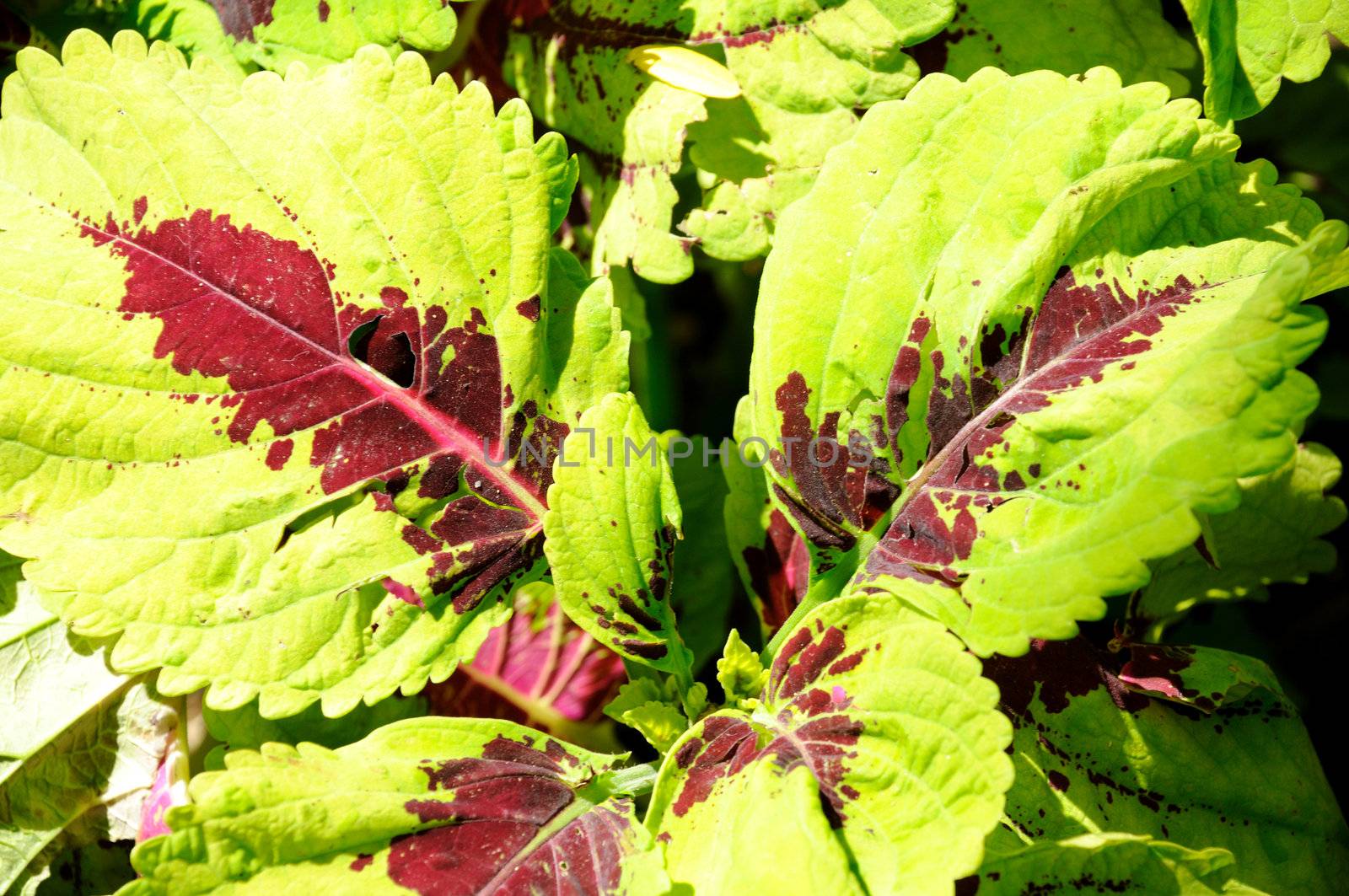 bright green plant by PDImages