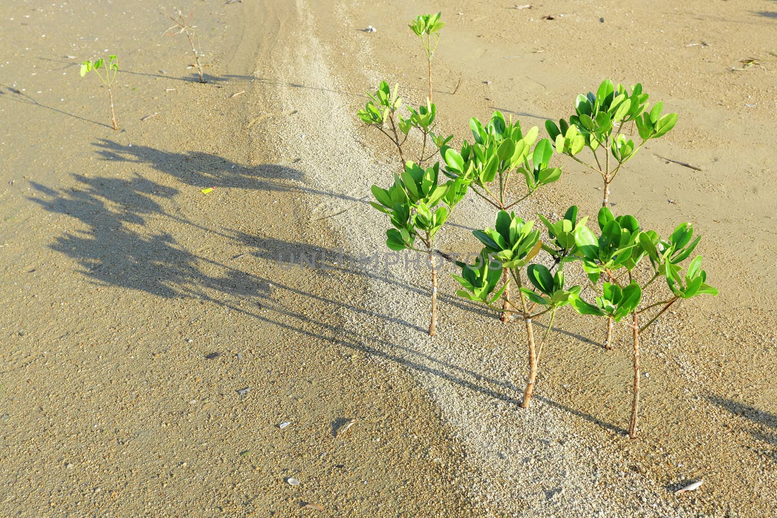mangrove