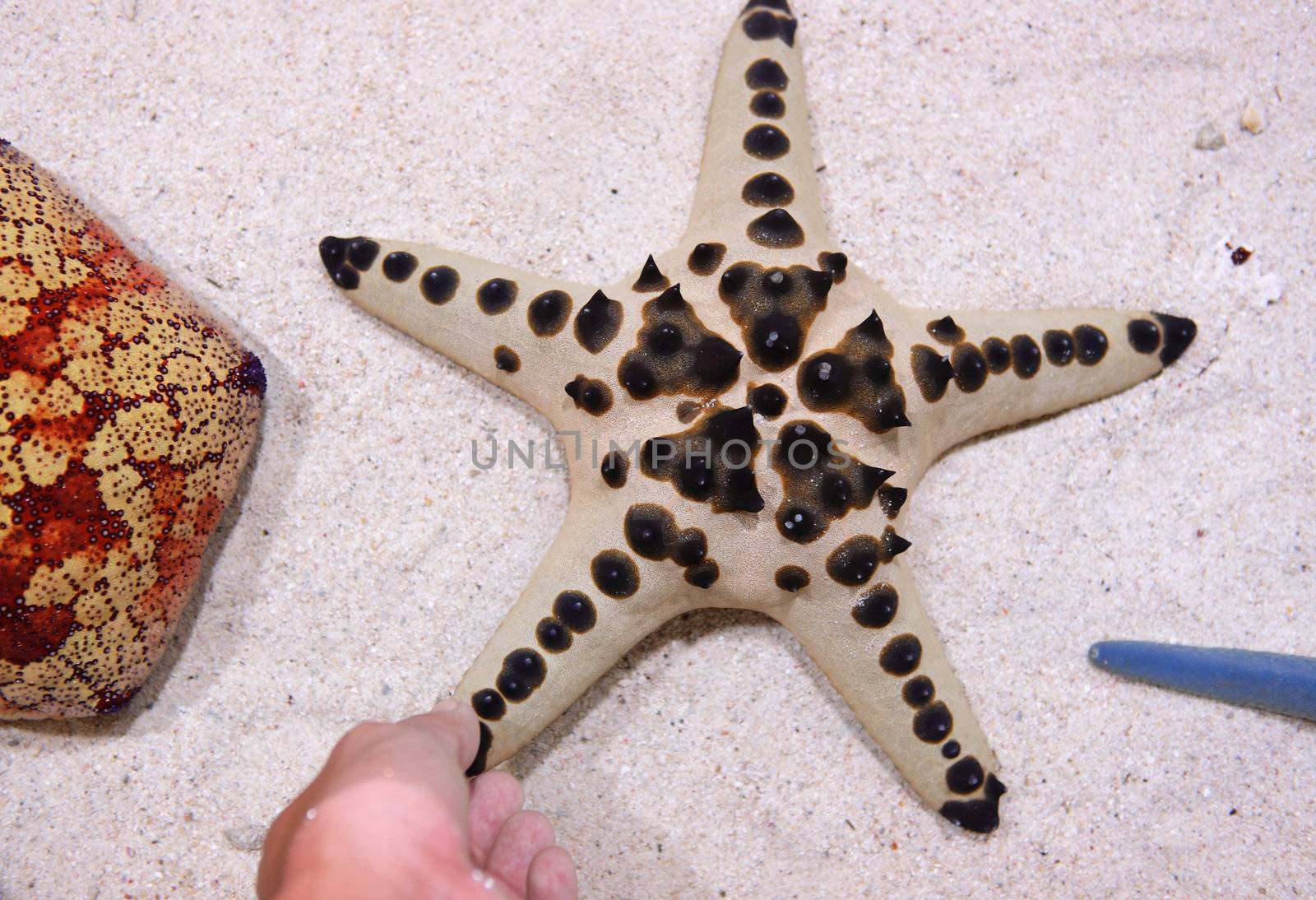 touch star fish